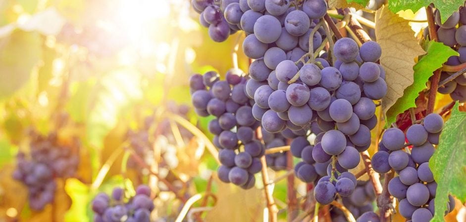 grape polyphenols proven to help neutralize effects of a high fat diet 3
