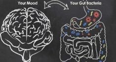 connections between the gut and brain influence mood behavior and more