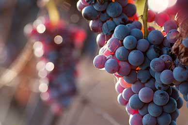 New Research Shows the Health Benefits of Resveratrol Extend Beyond Heart Health