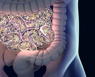 Gut Bacteria Found to Influence Diet, Reproductive Success and More