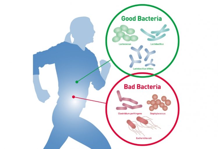 Exercise Affects Gut Bacteria, Regardless of Diet 2