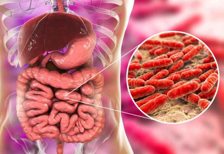 New Gut Bacteria Research Finds Link Between Gut Health, Stroke and Cancer 2