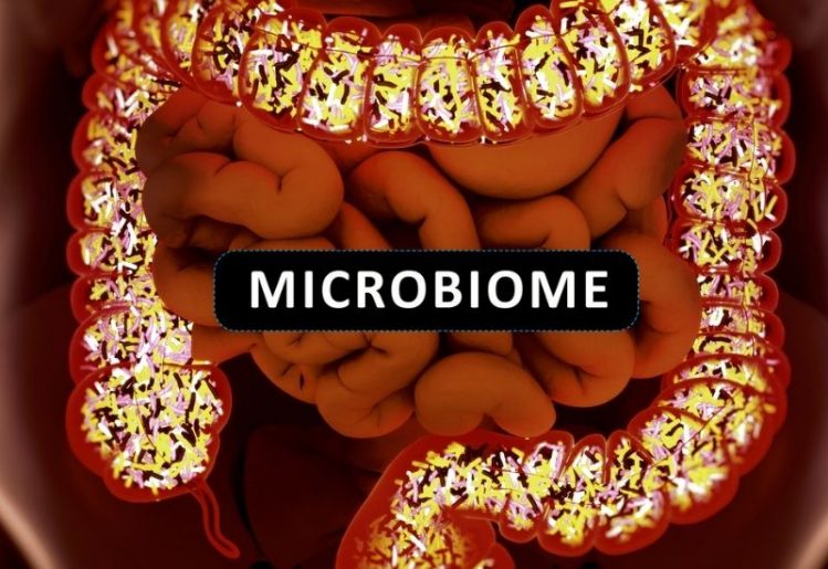 Research Indicates Modern Life Destroys Gut Microbiome 1