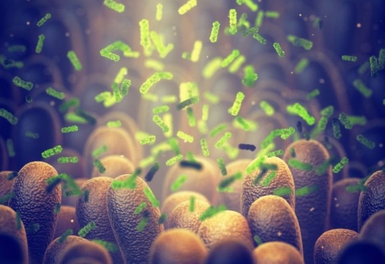 7 Little-Known Gut Microbiome Facts 1
